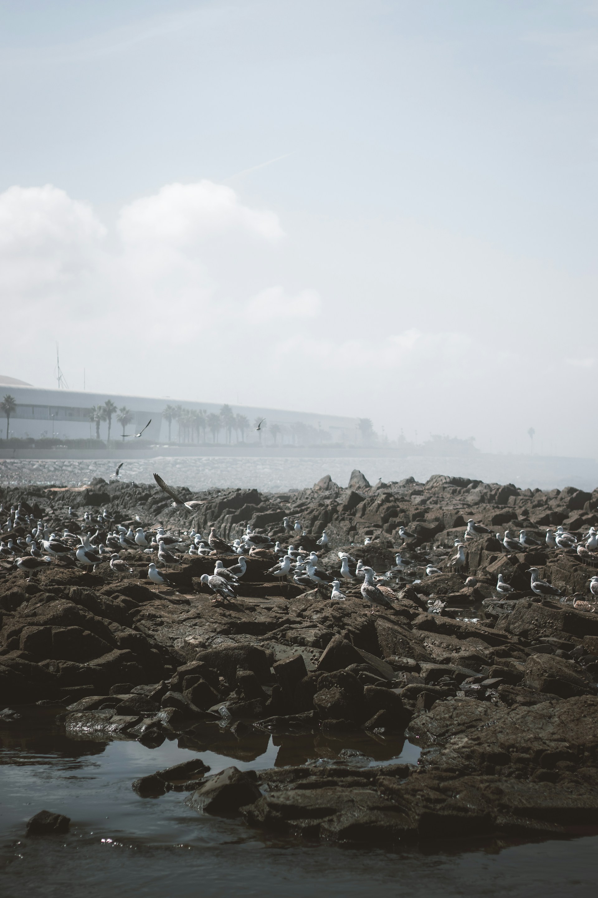 a flock of birds sitting on top of a rocky beach