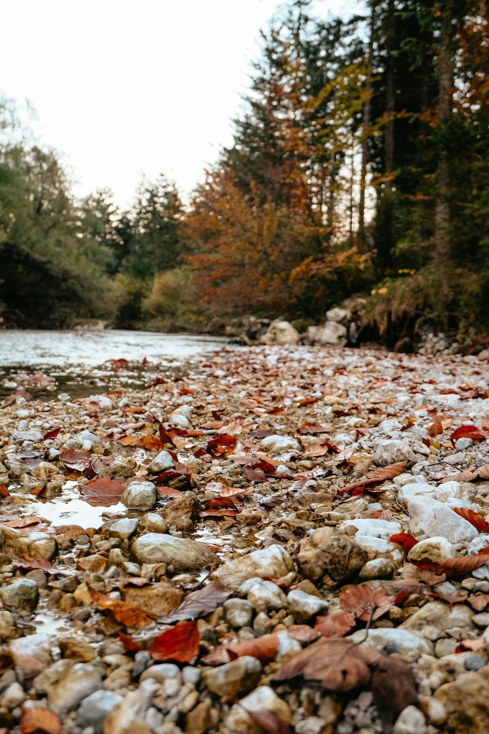 a river running through a forest filled with lots of rocks