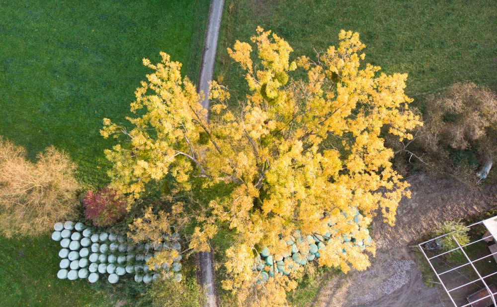 an aerial view of a tree with yellow leaves