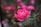 a pink rose is blooming in a garden