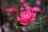 a pink rose is blooming in a garden