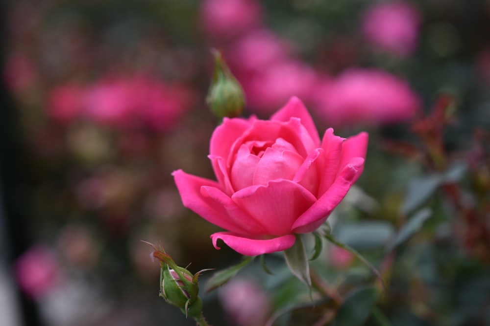 a pink rose is blooming in a garden