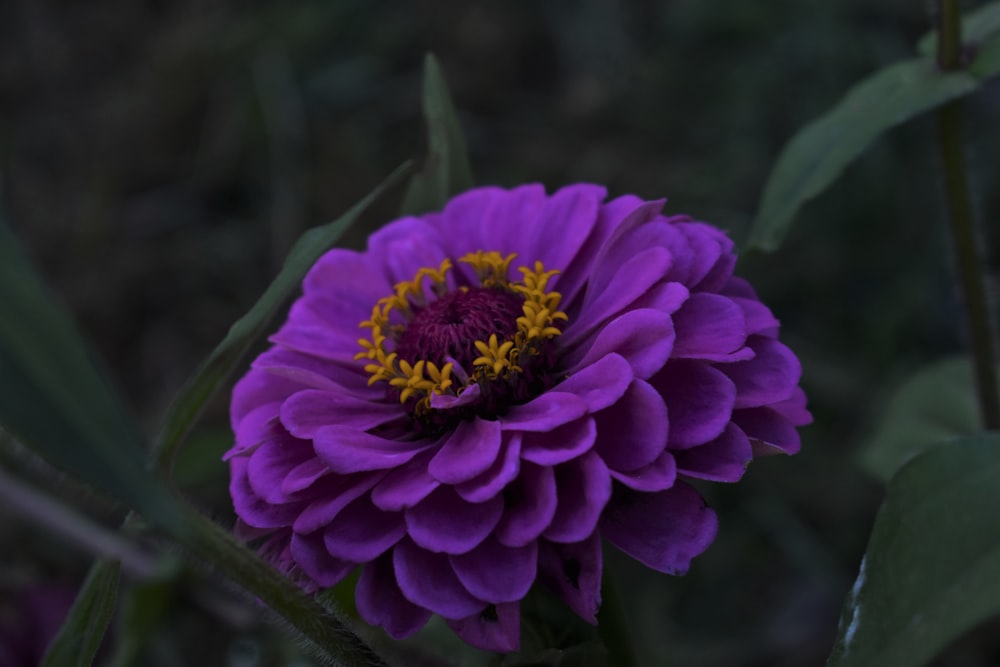 a purple flower with a yellow center in a field