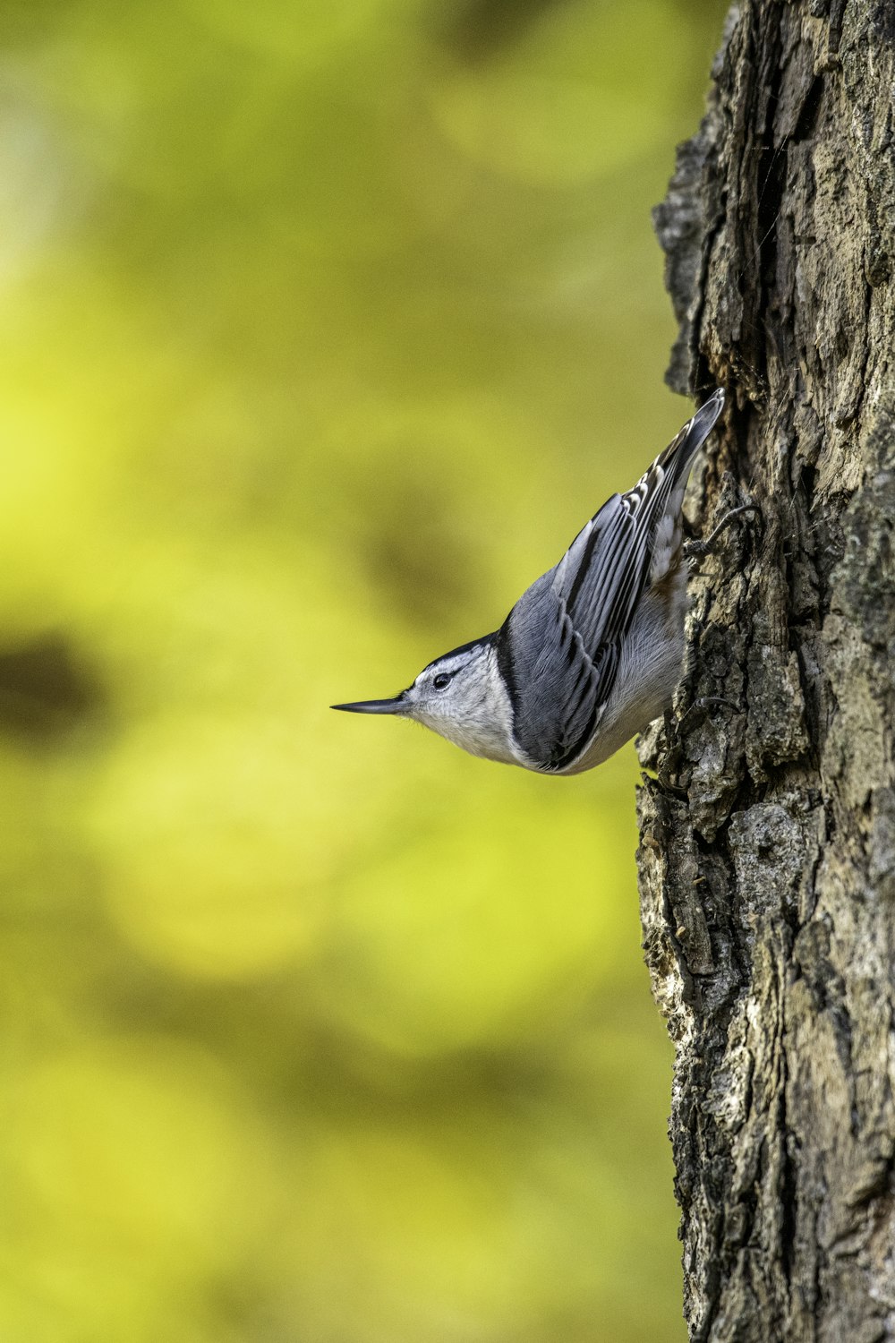 a small bird perched on the side of a tree