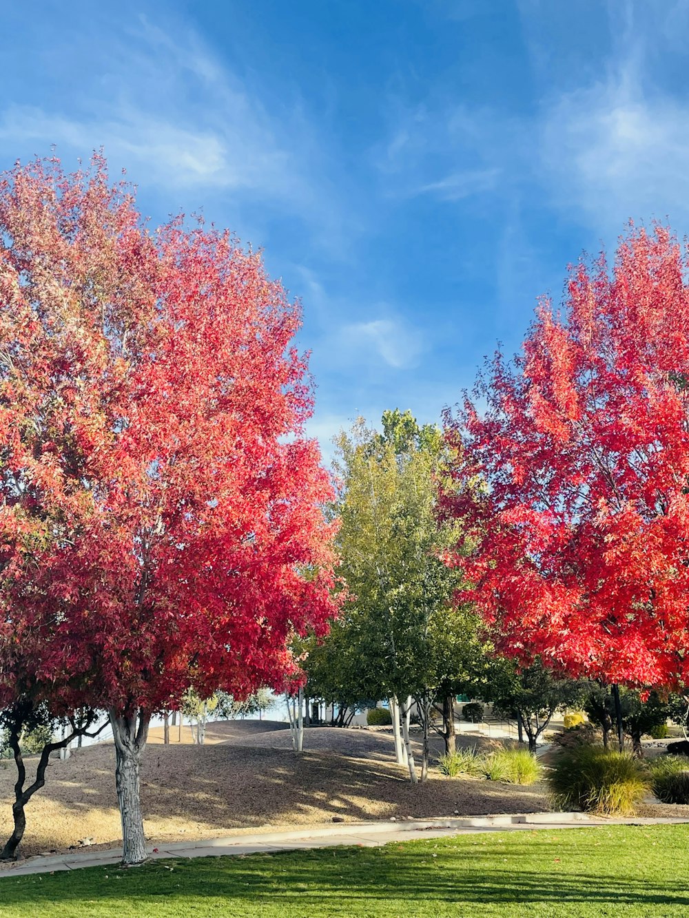 a couple of trees that are in the grass