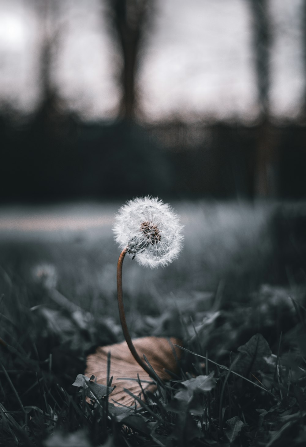 un pissenlit assis sur une feuille dans l’herbe