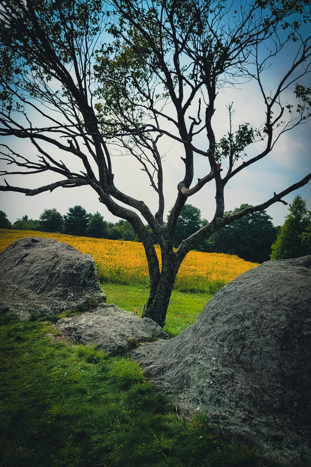 a tree that is standing in the grass