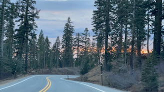A peaceful country road winding through tall pine trees in the southern countryside at sunset.