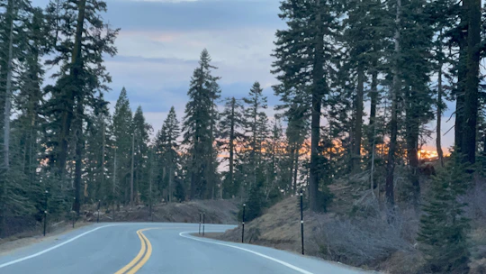 A peaceful country road winding through tall pine trees in the southern countryside at sunset.