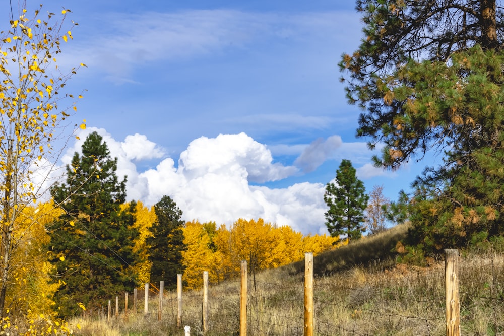 a field with trees and a fence in the foreground