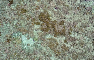 An aerial view of a clear, shallow body of water with various patches of coral and sea vegetation scattered across the floor. The water is a light blue-green color and the corals appear to be brown, green, and hints of purple.