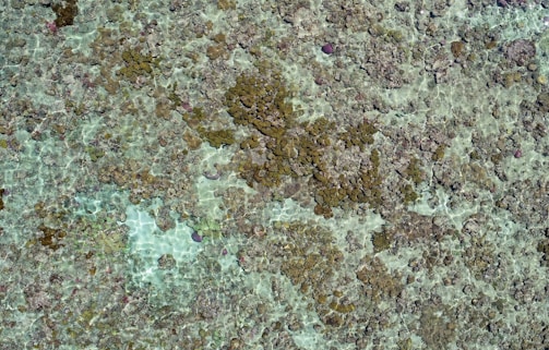 Aerial view of a thriving sea plant restoration area with clear blue water and green patches.