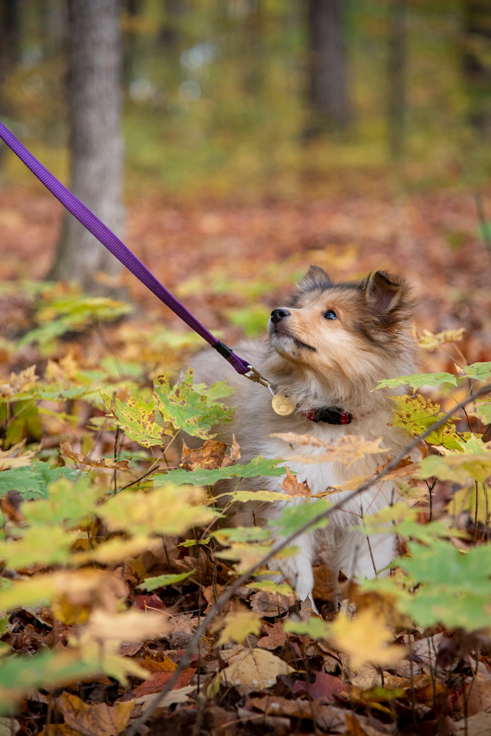 a small dog on a leash in the woods