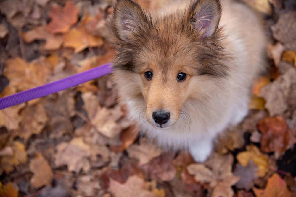 a brown and white dog sitting on top of a pile of leaves