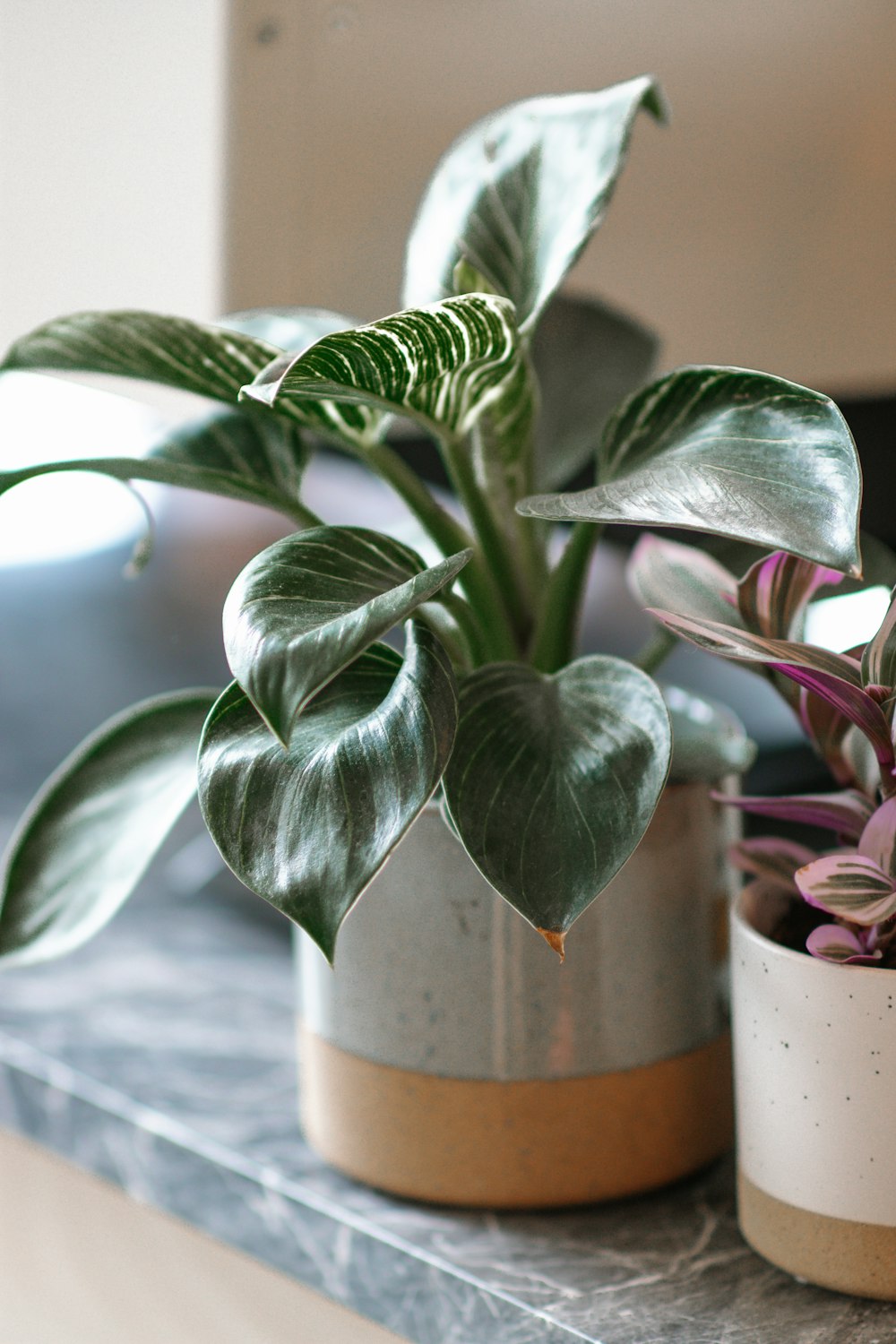 a couple of potted plants sitting on top of a table