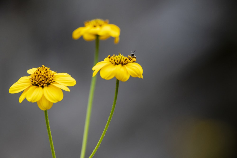 a couple of yellow flowers sitting on top of a green plant