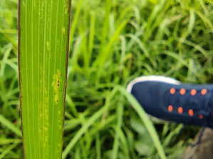 Close-up of eco-friendly TPEE raw upper material with a green leaf background.