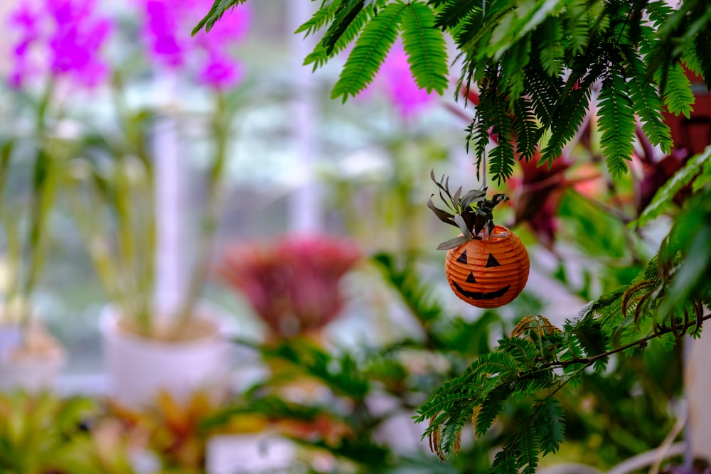 a pumpkin hanging from a tree in a greenhouse