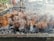 Chunks of meat are being grilled over hot charcoal, with smoke rising all around. The meat is browned and appears to be cooking on a barbecue grill. The background is slightly blurred, suggesting an outdoor setting with possible other grill setups.