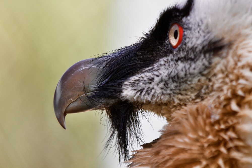 a close up of a bird with a red eye