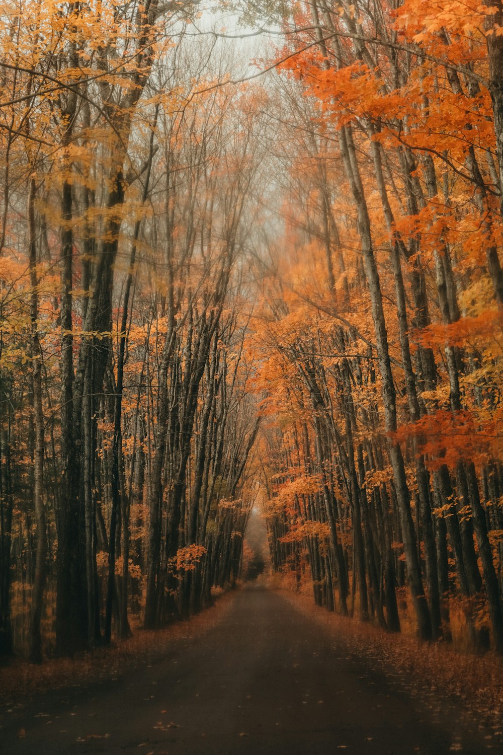 a close up of a tree