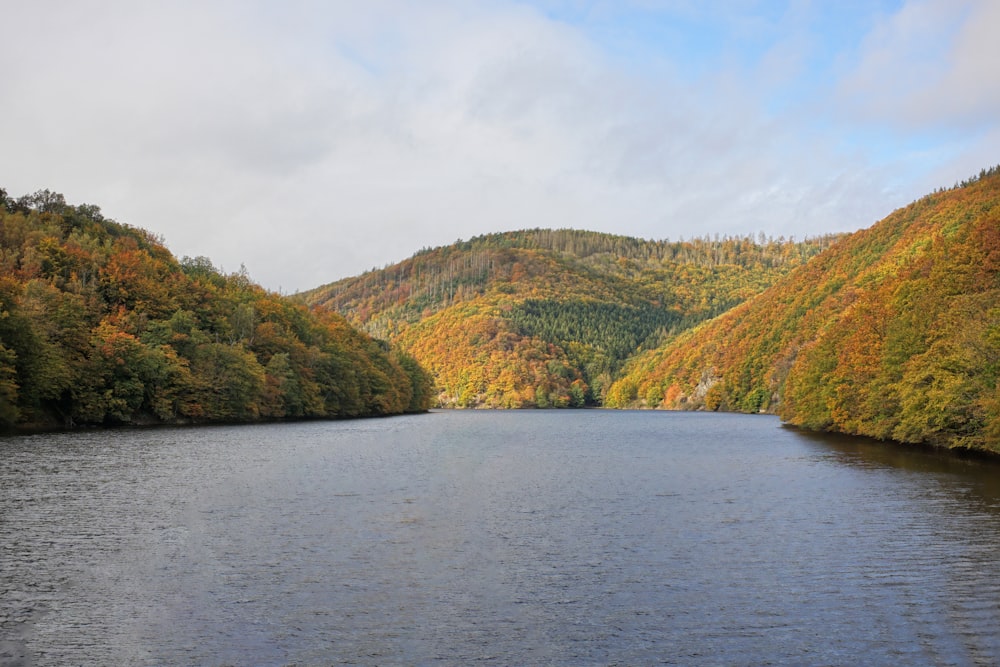 a body of water surrounded by a forest