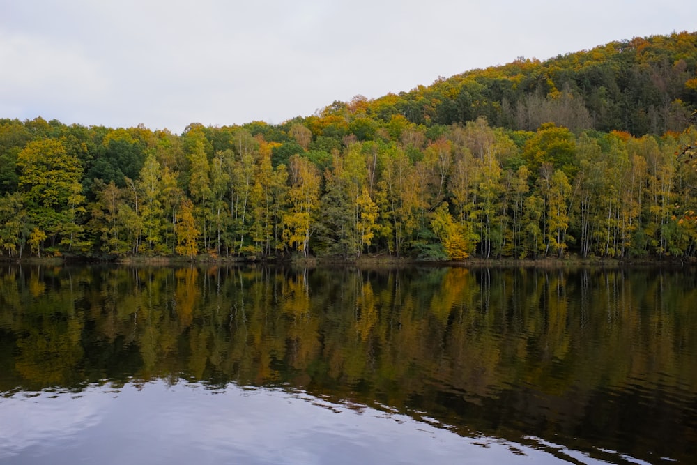 a large body of water surrounded by trees