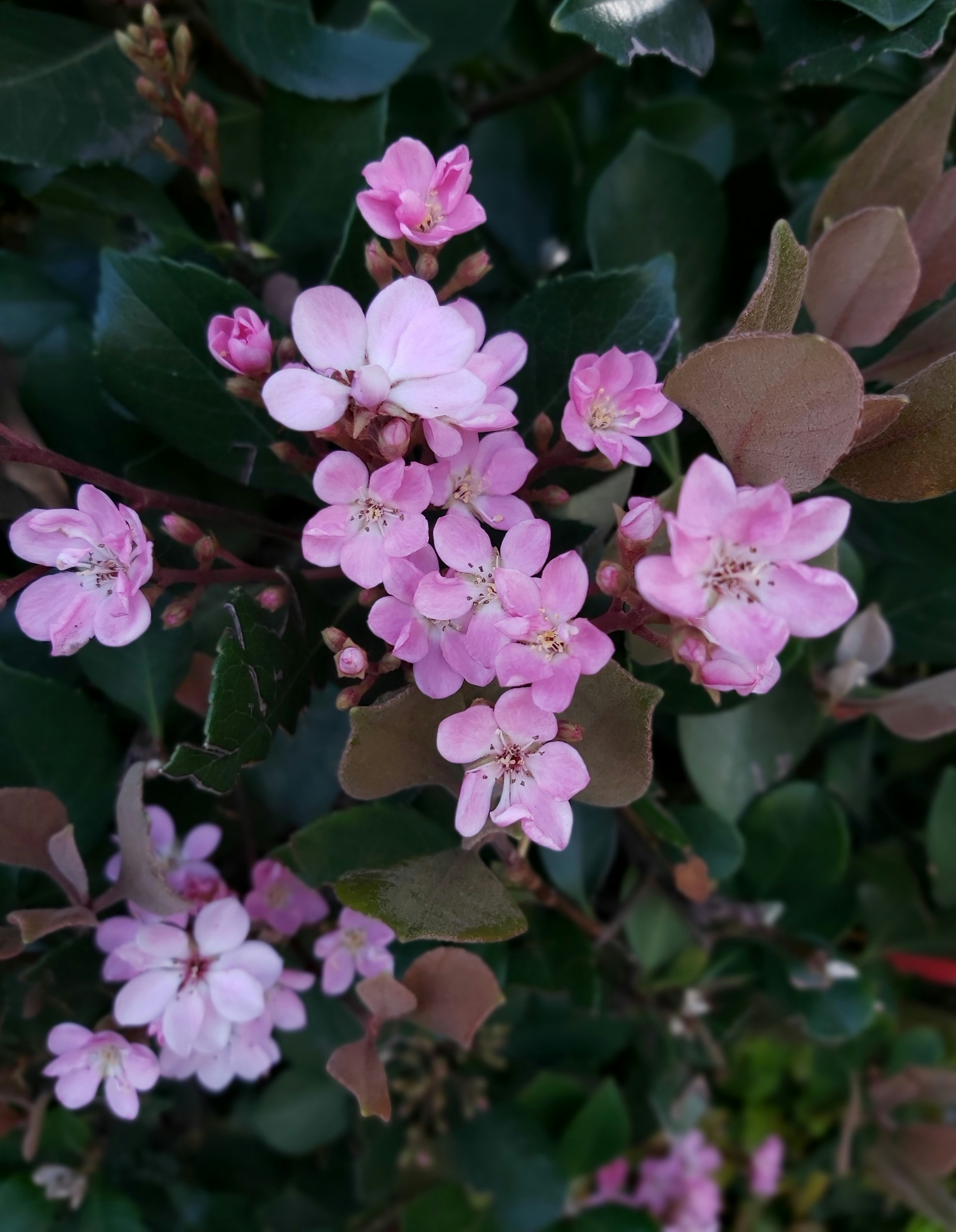 Photo by isabelle_sydney