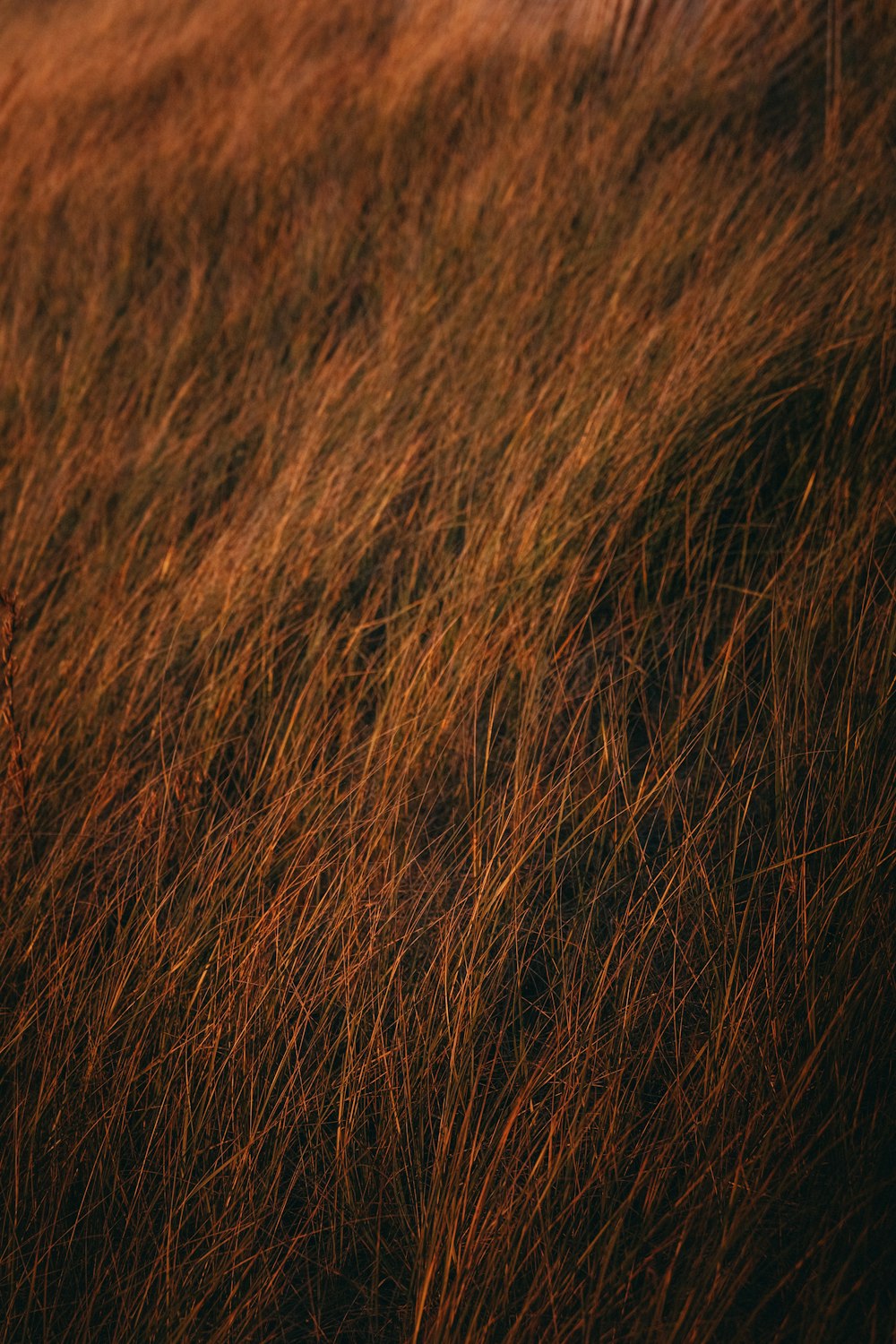 una hierba marrón alta