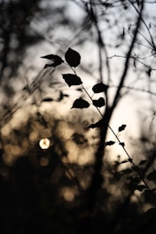 A subject sharply focused against a blurred golden-hour bokeh background.