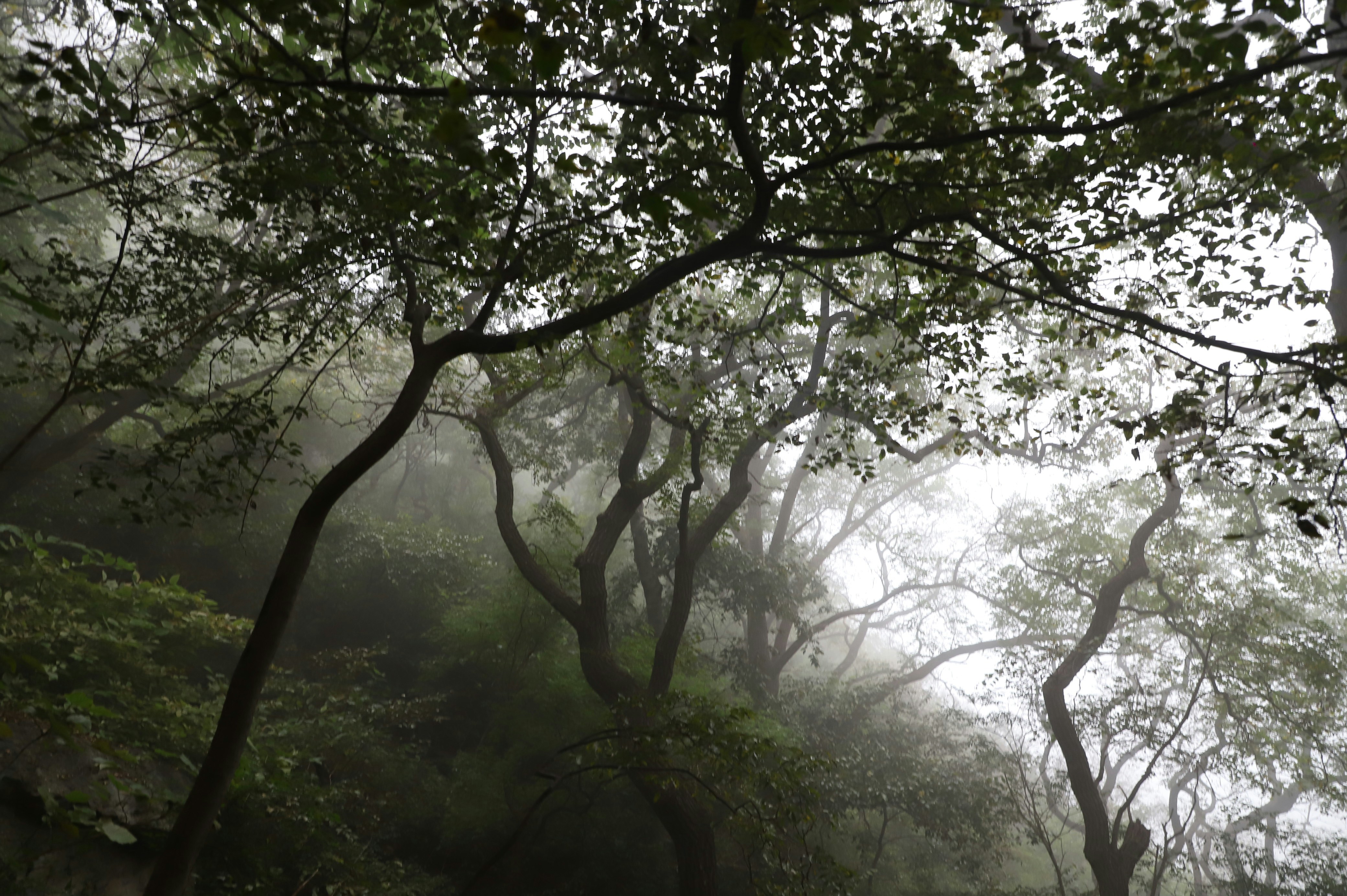 a forest filled with lots of trees covered in fog