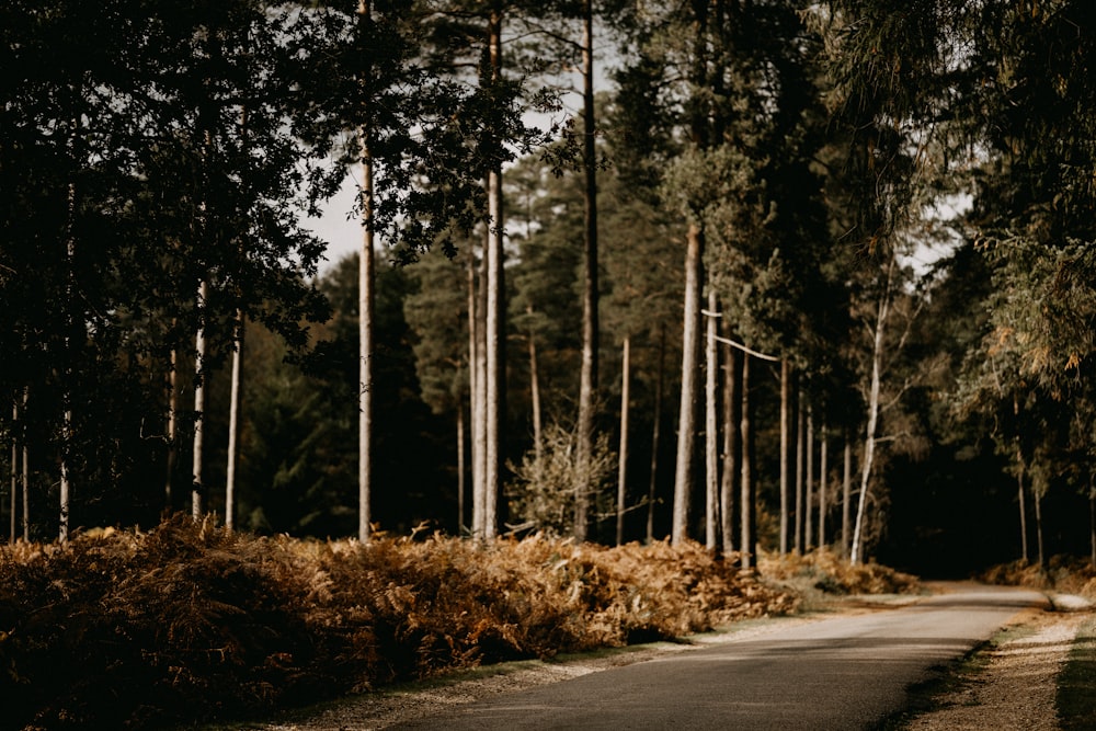 Eine Straße mitten in einem Wald mit hohen Bäumen