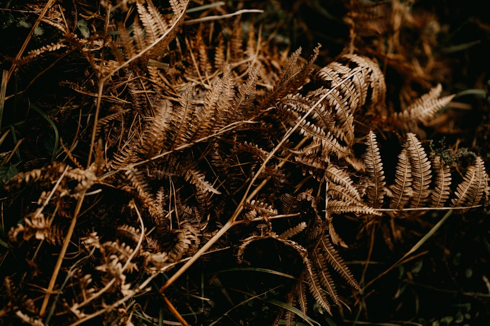 a close up of a plant on the ground