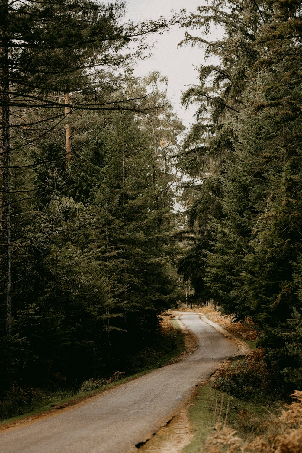 an empty road in the middle of a forest