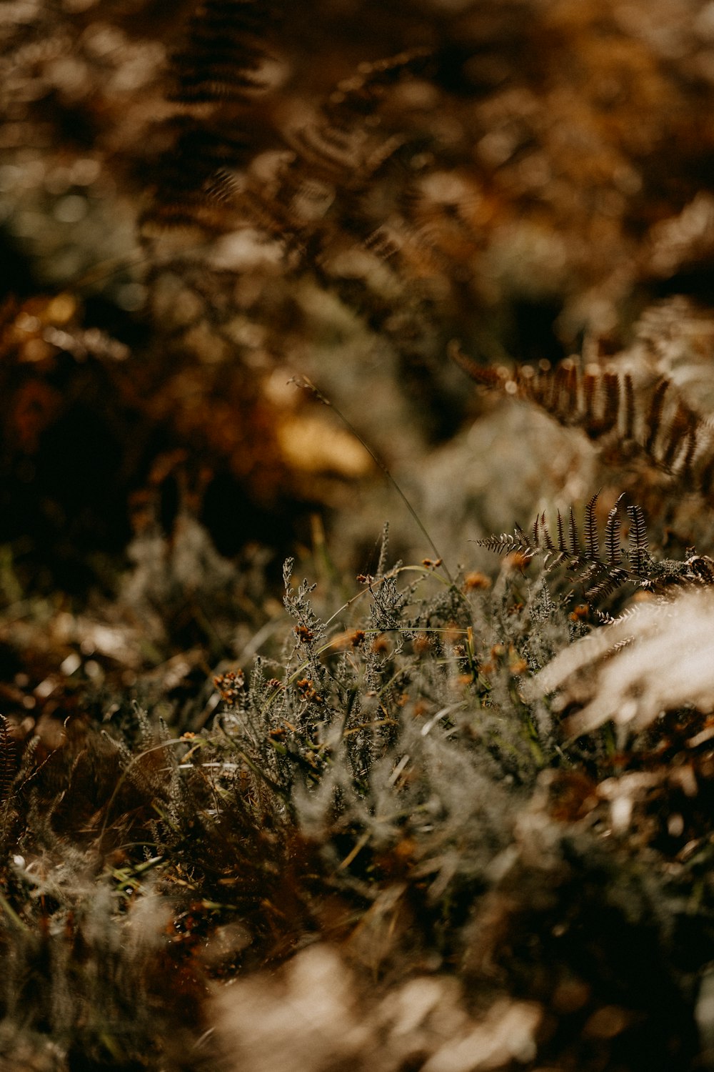 a close up of a plant in a field