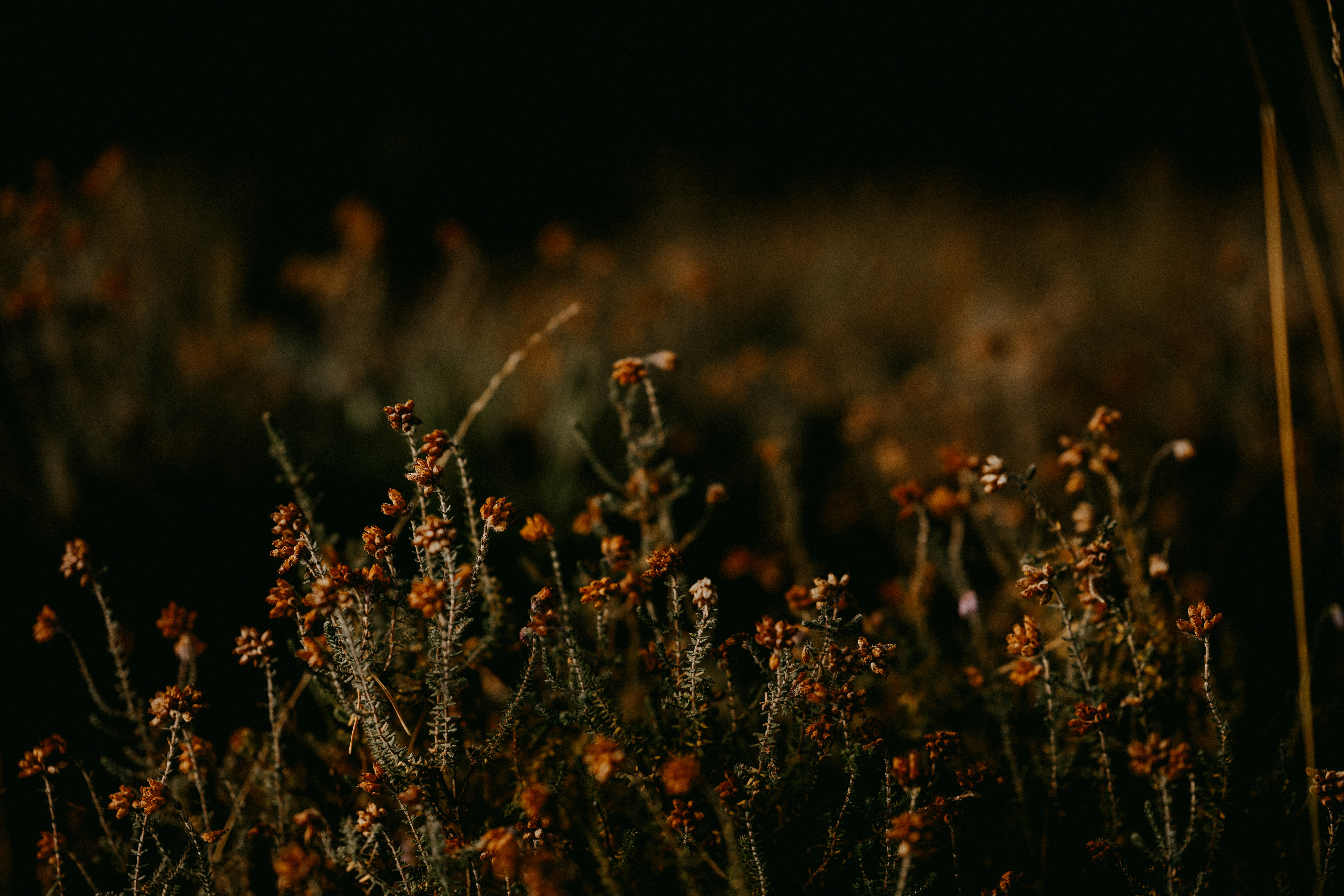 Photo by anniespratt