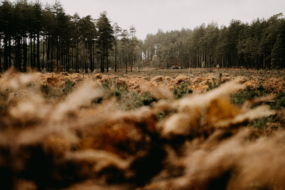 a grassy field with trees in the background