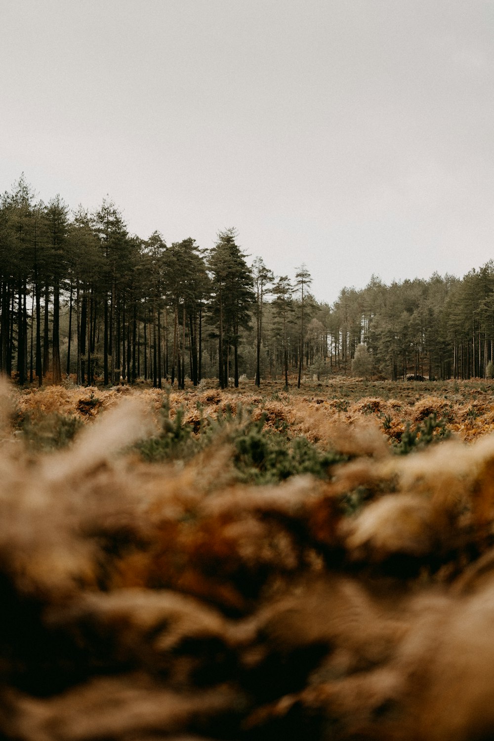 a tree in a forest