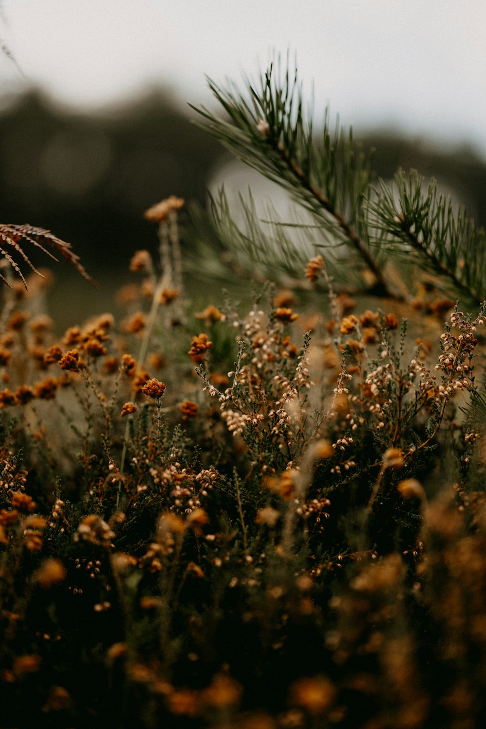 a blurry image of a flower