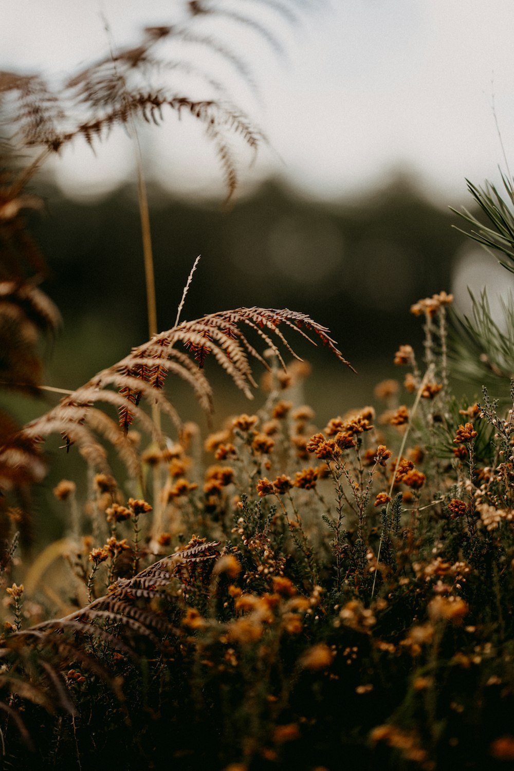 a bunch of plants that are in the grass