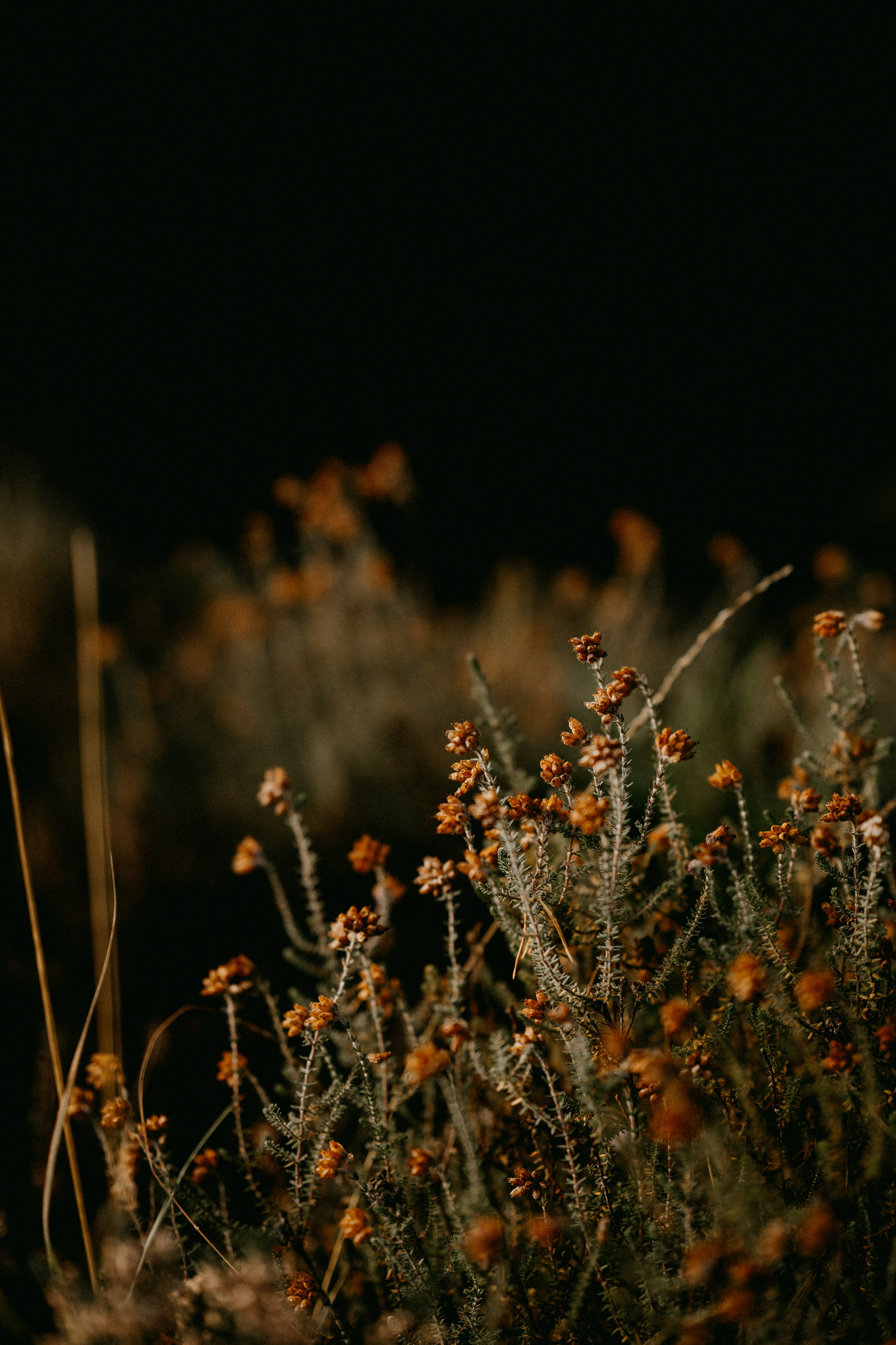 Photo by anniespratt