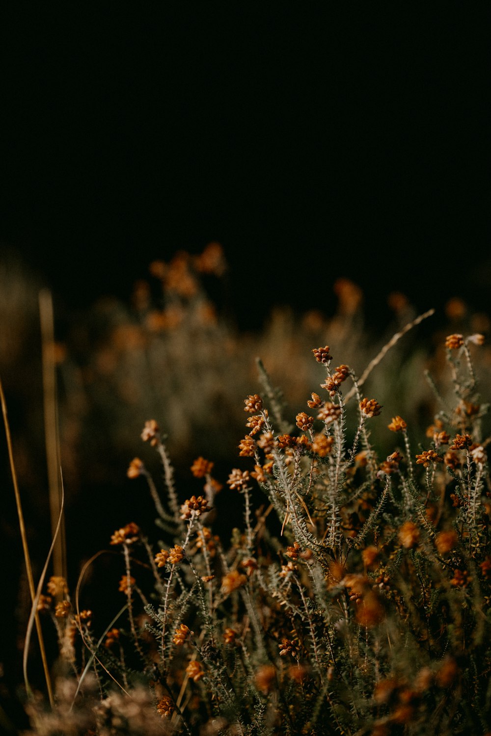 a bunch of flowers that are in the grass