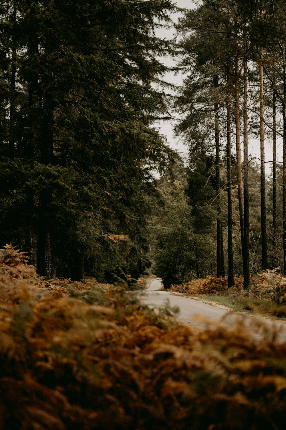 a tree in a forest