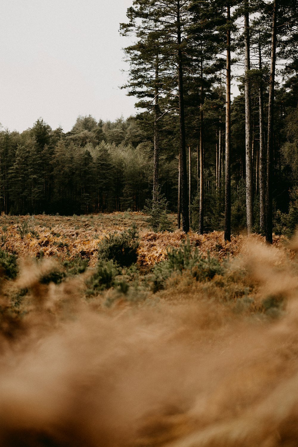 a grassy field with trees in the background