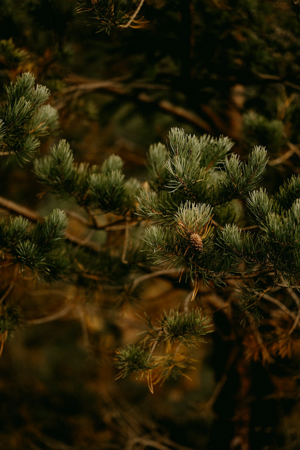 a close up of a pine tree branch