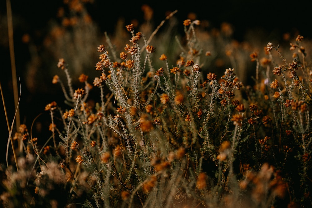 a bunch of flowers that are in the grass