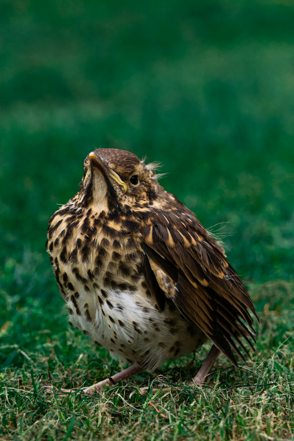 a brown and white bird standing on top of a green field
