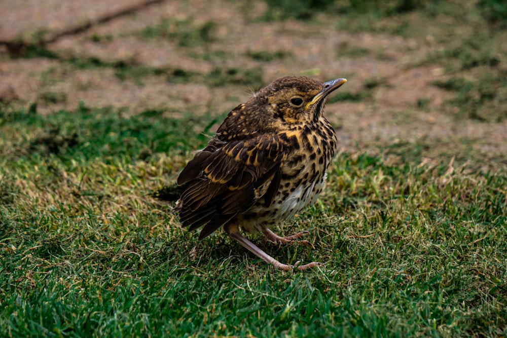 a small bird standing on top of a lush green field