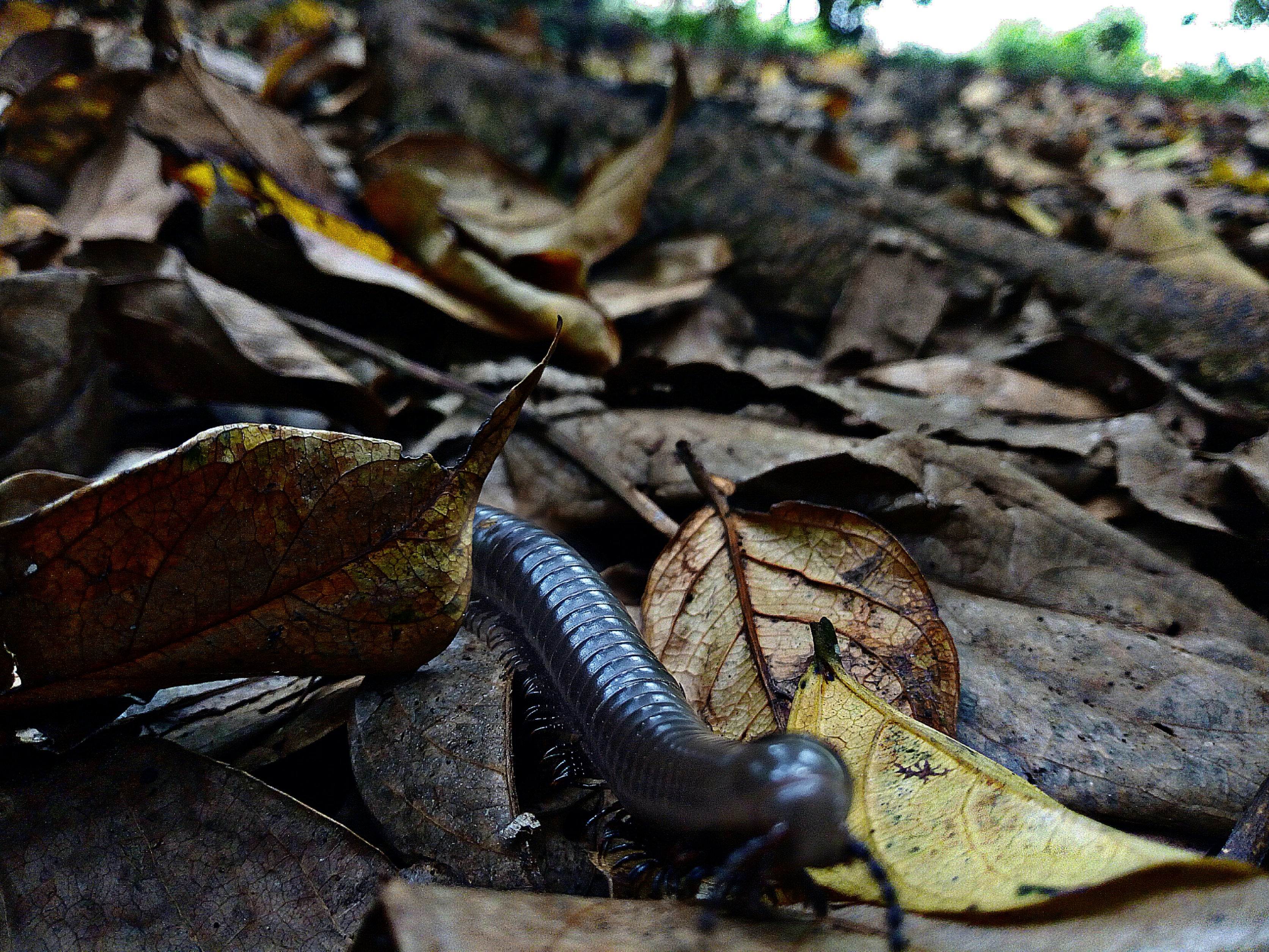 a close up of a caterpillar on the ground