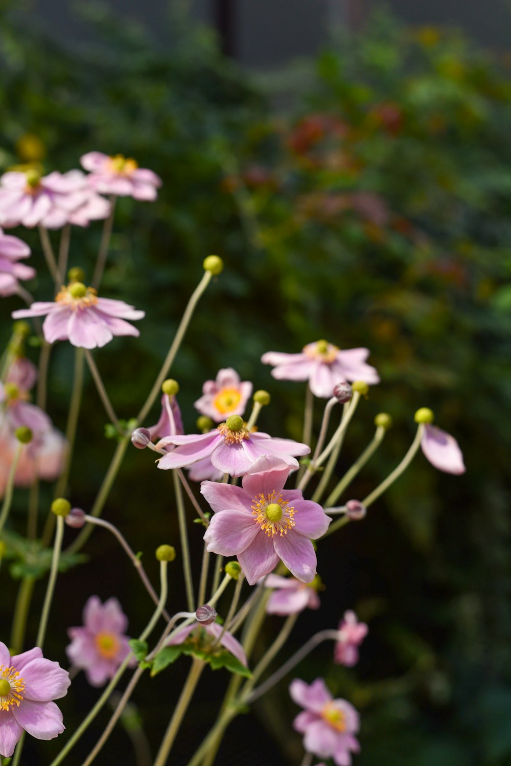 a bunch of flowers that are in a vase